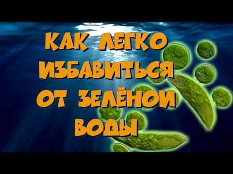 Видео: Как легко избавиться от Эвглены зелёной в аквариуме