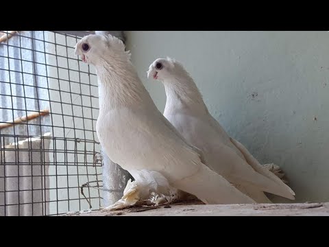 Видео: Узбекские голуби Сабиржана Турсунбаева г. Янгиюль, Узбекистан 🇺🇿 Usbekische Tauben