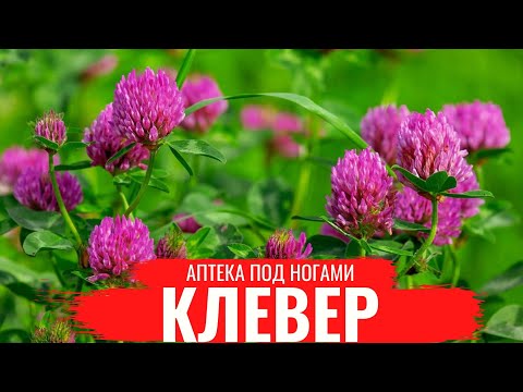 Видео: КЛЕВЕР / О правилах сбора, нюансах заготовки и приготовлении полезных настоев / Аптека под ногами