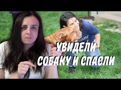 Видео: Спасли собаку от людей жестоких ( #глухих #deaf #ржя )