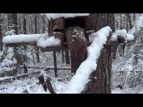 Видео: Охота на Соболя и Куницу капканами.  Сезон 22-23г  Второй путик, удачно.