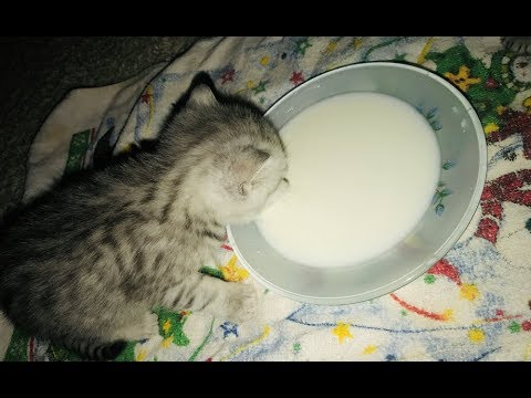 Видео: Как Кормить Котят Когда Кормить Котят!Чем Кормить Котят!