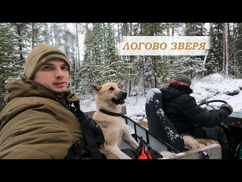 Видео: Заглянем в берлогу? | Истории о встречах с медведем и волком -  ЛОГОВО ЗВЕРЯ - LAIR OF THE BEAST