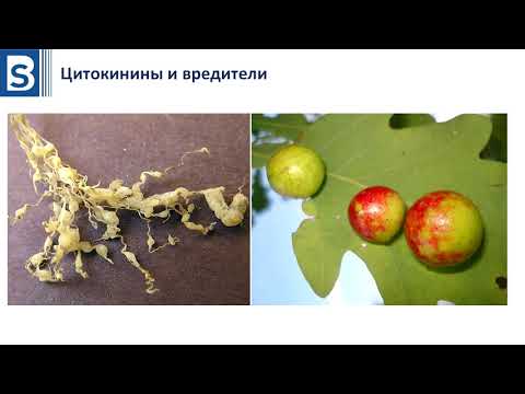 Видео: Гербициды. Урок 4. Гормоны