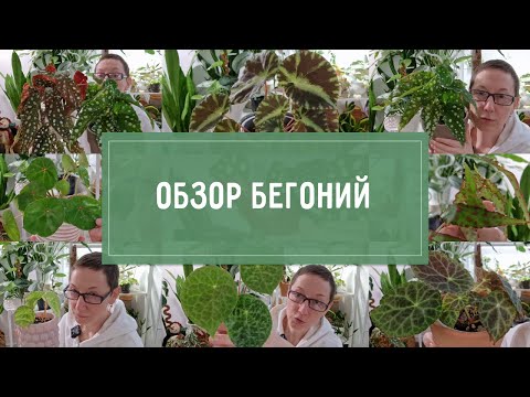 Видео: ОБЗОР моих БЕГОНИЙ