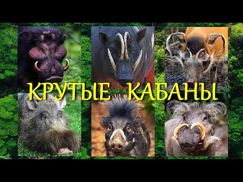 Видео: Как выглядят особые виды реально существующих диких кабанов