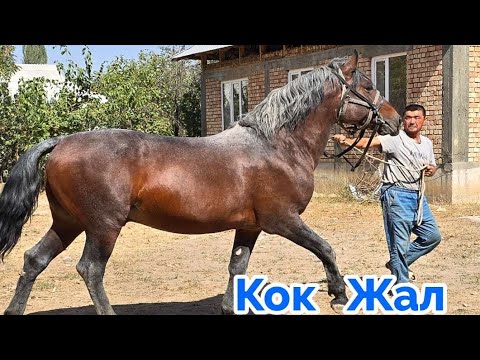 Видео: Охоо Тектуу Кок Жал Саяпкерде😍