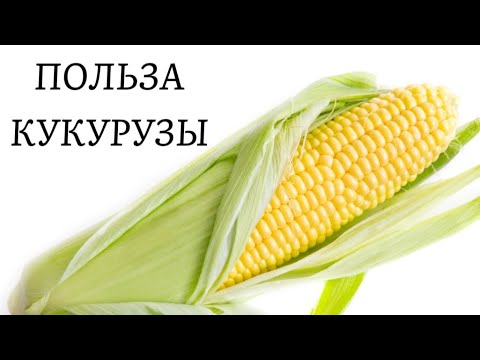 Видео: КУКУРУЗА🌽 Польза и Вред для человека!