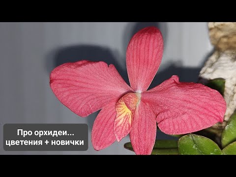Видео: Про орхидеи... цветения + корейские новички от Barampung