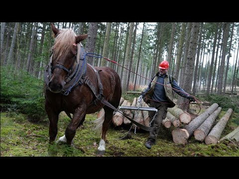 Видео: Удивительная работа ломовой лошади в лесу: лошадь протащила 22 тонны древесины за 3 часа!