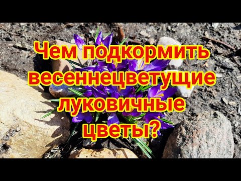 Видео: Чем подкормить весеннецветущие луковичные цветы   Четыре шага к роскошному  цветению