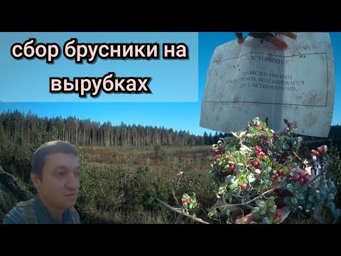 Видео: Сбор брусники на лесных вырубках/Походы 17, 22 и 23 сентября 2025 года