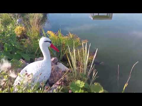 Видео: Пруд живет и радует а вот пожарному водоему кранты