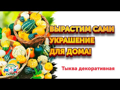 Видео: ТЫКВА ДЕКОРАТИВНАЯ - Как вырастить декоративную тыкву