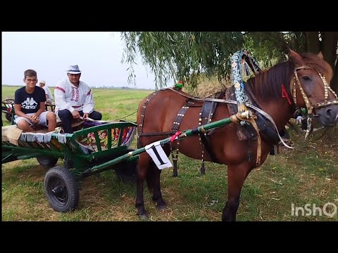 Видео: ЛОШАДИ🐎ЗНАКОМИМСЯ С УЧАСТНИКАМИ ПОЛЕССКИХ СОРЕВНОВАНИЙ И ИХ ЛОШАДЬМИ🐎