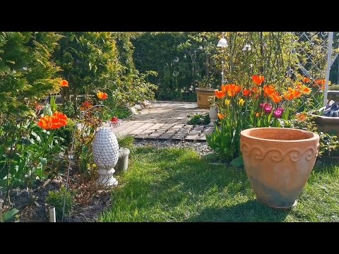 Видео: О восстановлении горшков и о слепых побегах