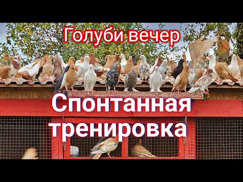 Видео: Голуби не запланированная тренировка