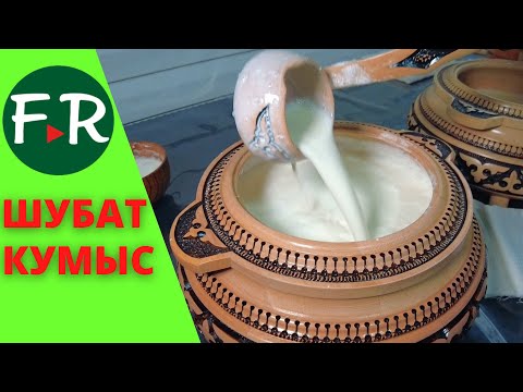 Видео: Дойка верблюдиц и кобыл. Как делают Кумыс и шубат. Компания Алаколь-Агро. Казахстан