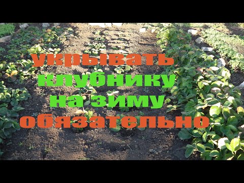 Видео: КОГДА  УКРЫВАТЬ КЛУБНИКУ  НА ЗИМУ .ВАЖНО  НЕ УПУСТИТЬ  ЭТОТ МОМЕНТ