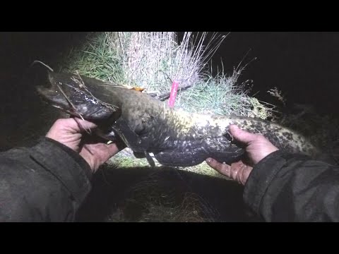 Видео: Ловля сома в октябре. Карась на фидер. Рыбалка в Беларуси на реке Свислочь.