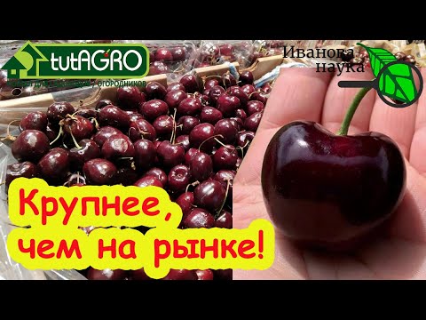 Видео: ХОЧЕШЬ БЫТЬ С КРУПНОЙ ВИШНЕЙ и ЧЕРЕШНЕЙ - ДЕЛАЙ ТАК! СУПЕР УРОЖАЙ ЧЕРЕШНИ. СЕКРЕТЫ ПОДКОРМКИ ЧЕРЕШНИ