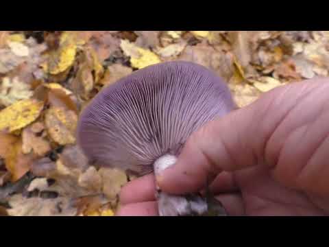 Видео: Рядовки- говорушка Дымчатая 🌲Фиолетовые рядовки .