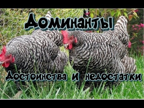 Видео: Достоинства и недостатки кур Доминантов.