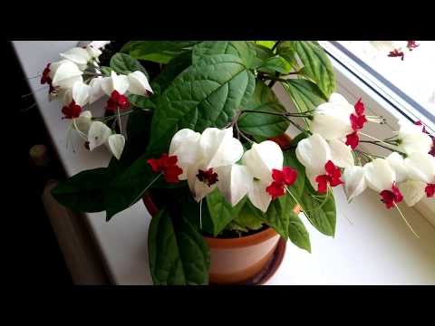 Видео: ТОП 10 самых неприхотливых красивых комнатных растений, простых в уходе