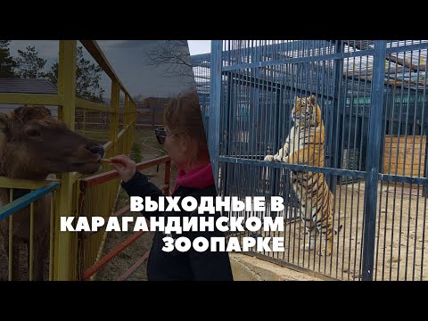 Видео: Выходные в Карагандинском зоопарке