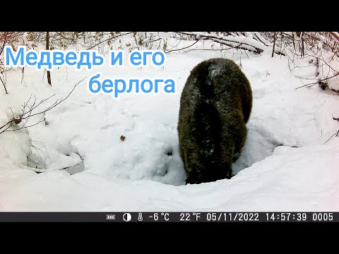 Видео: Медведь в берлоге - его спальня на всю долгую зиму.