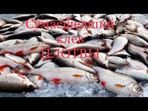 Видео: Сумасшедший клёв плотвы. Финский залив. #рыбалка #плотва #обзор