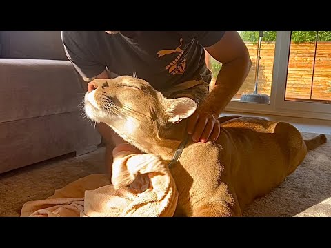 Видео: Как пума Месси выпрашивает мясо раньше ужина! | Умный кот получает что желает!