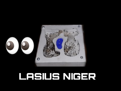 Видео: РАЗВИТИЕ ИМПЕРИИ МУРАВЬЕВ LASIUS NIGER.