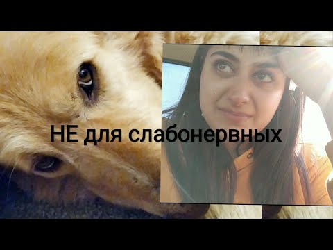 Видео: Я В ШОКЕ😭 РАЛЬФА БОЛЬШЕ НЕТ, СЛАБОНЕРВНЫМ НЕ СМОТРЕТЬ.