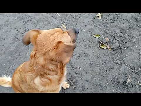 Видео: Любимый носик!🐶🐕