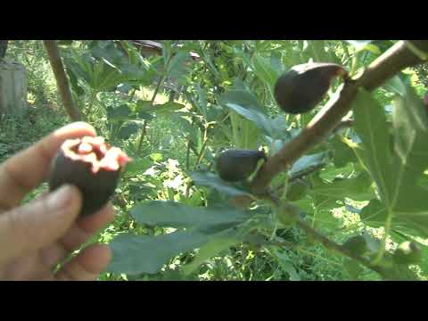 Видео: Інжир Голіаф та Браун Туркей 2023