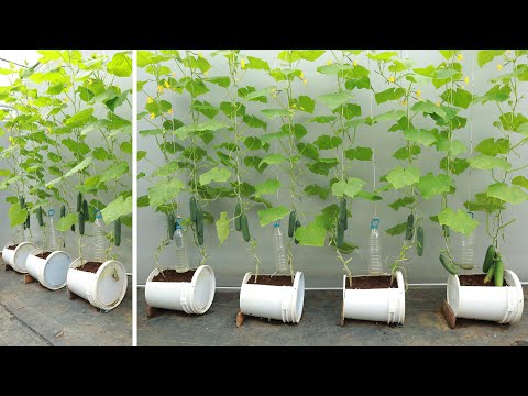 Видео: Вам никогда не придется покупать огурцы и вот почему