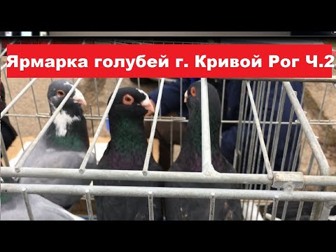 Видео: Ярмарка голубей, домашних и декоративных птиц г. Кривой Рог 25.11.2023. Часть 2