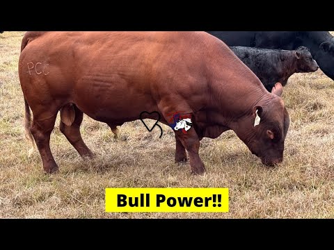 Видео: Сила быков!! | Регенеративное скотоводство