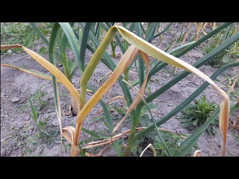 Видео: Фузаріоз на часнику!!! Як він проявляється та як запобігти його появі. Грибок який вражає кореневу!