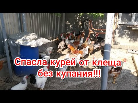 Видео: Борьба с куриным клещем продолжается!!!Отличное средство от клещей!!!