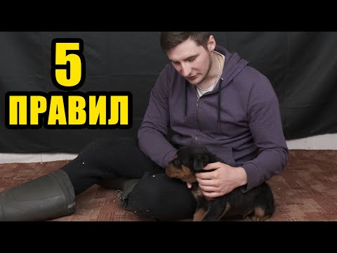 Видео: Как воспитать послушного щенка? Ответ на вопрос