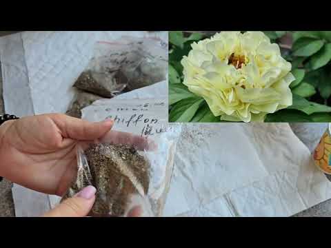 Видео: Перевірка насіння півоній. Що робити далі.