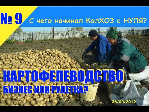 Видео: №9  Картофелеводство - бизнес или рулетка?