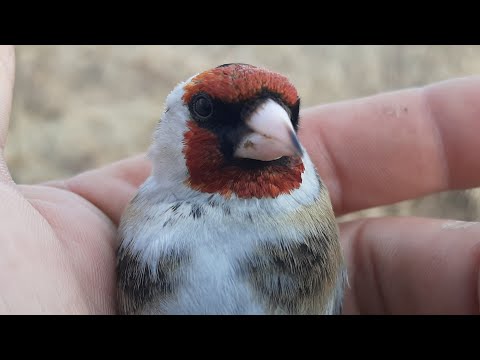 Видео: ЛОВЛЯ ЩЕГЛОВ, РЕПЛОВ👍🔥🔥 ЦЫГАНОК ПОПАЛ👍 6.04.24.