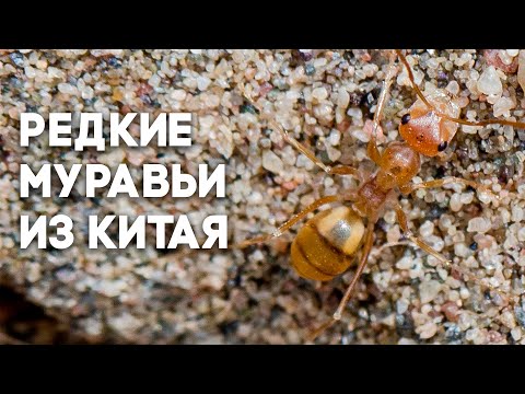 Видео: Новая большая посылка из Китая! Удивительные бегунки и необычные термиты!