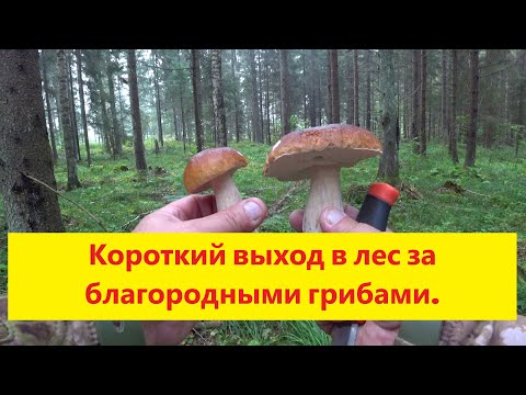 Видео: Тихая охота за белыми грибами: сколько удалось найти? Uz mežu pēc bekām.