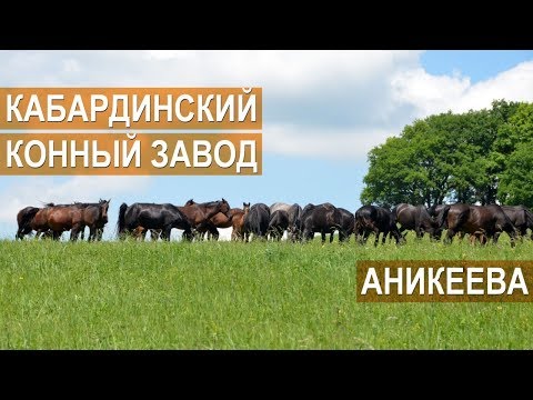 Видео: Лошади Кабардинской породы. Конный завод Аникеева.