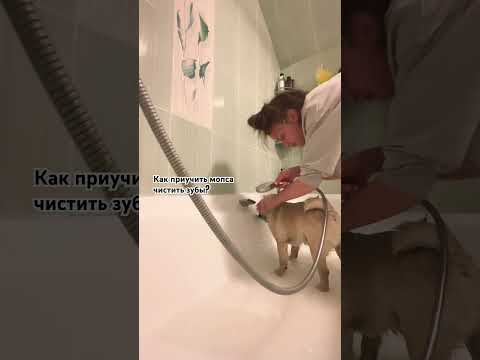 Видео: Шампунь, бальзамчик, чистка зубов🧖 #мопскузьма #мопс #pug #spa