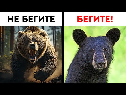 Видео: Что делать, если вы встретили медведя в дикой природе